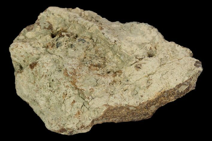 Fossil Triceratops Bone Section - North Dakota #117522